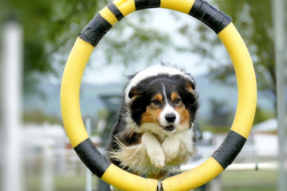 Border collie jumping through a tire obstacle on an agility course