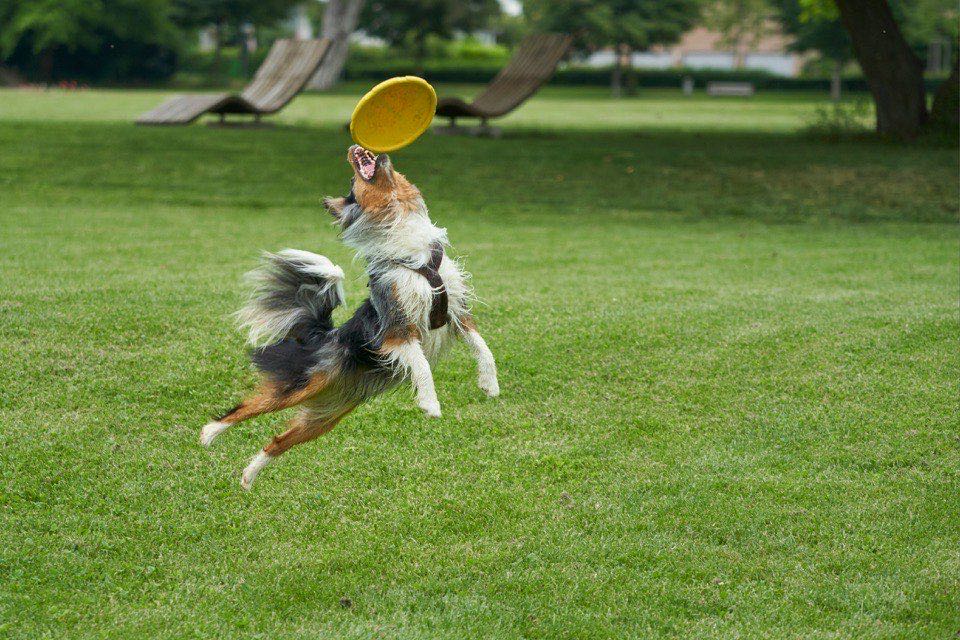 Dog leaping to catch a yellow flying disc mid-air