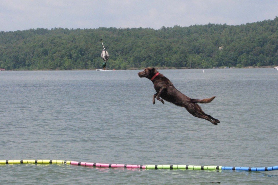 Labrador mid-air over the water at a dock diving competition