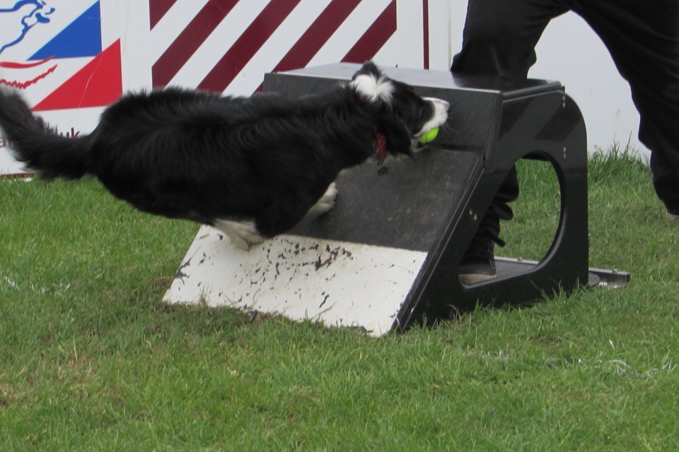 Border collie catching the ball off a flyball box mid-turn