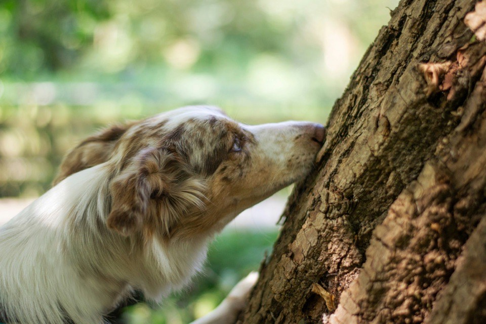 Australian Shepherd sniffing a tree trunk during a scent search