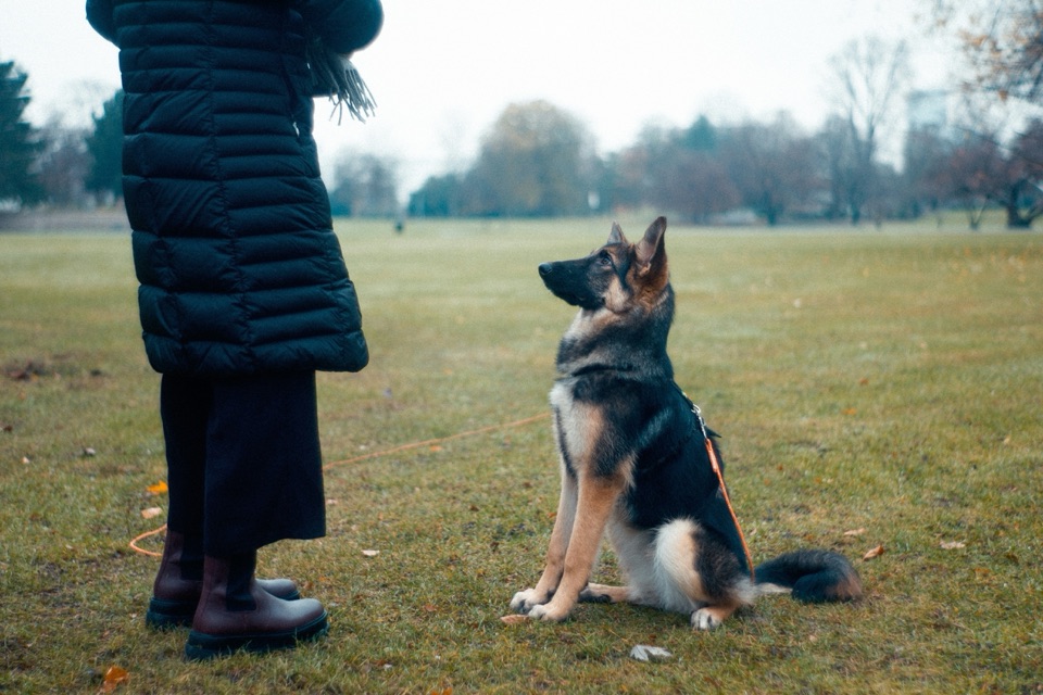 German Shepherd sitting attentively in front of its handler during obedience training